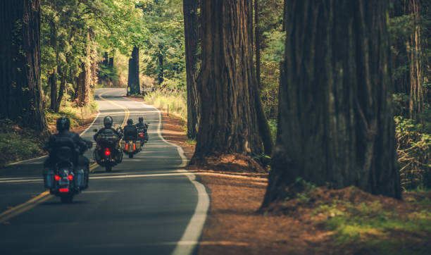 Motorcyclists riding through redwood forest
